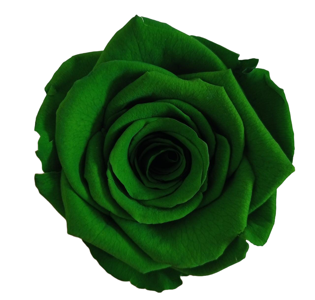 Rosas XL Unidad