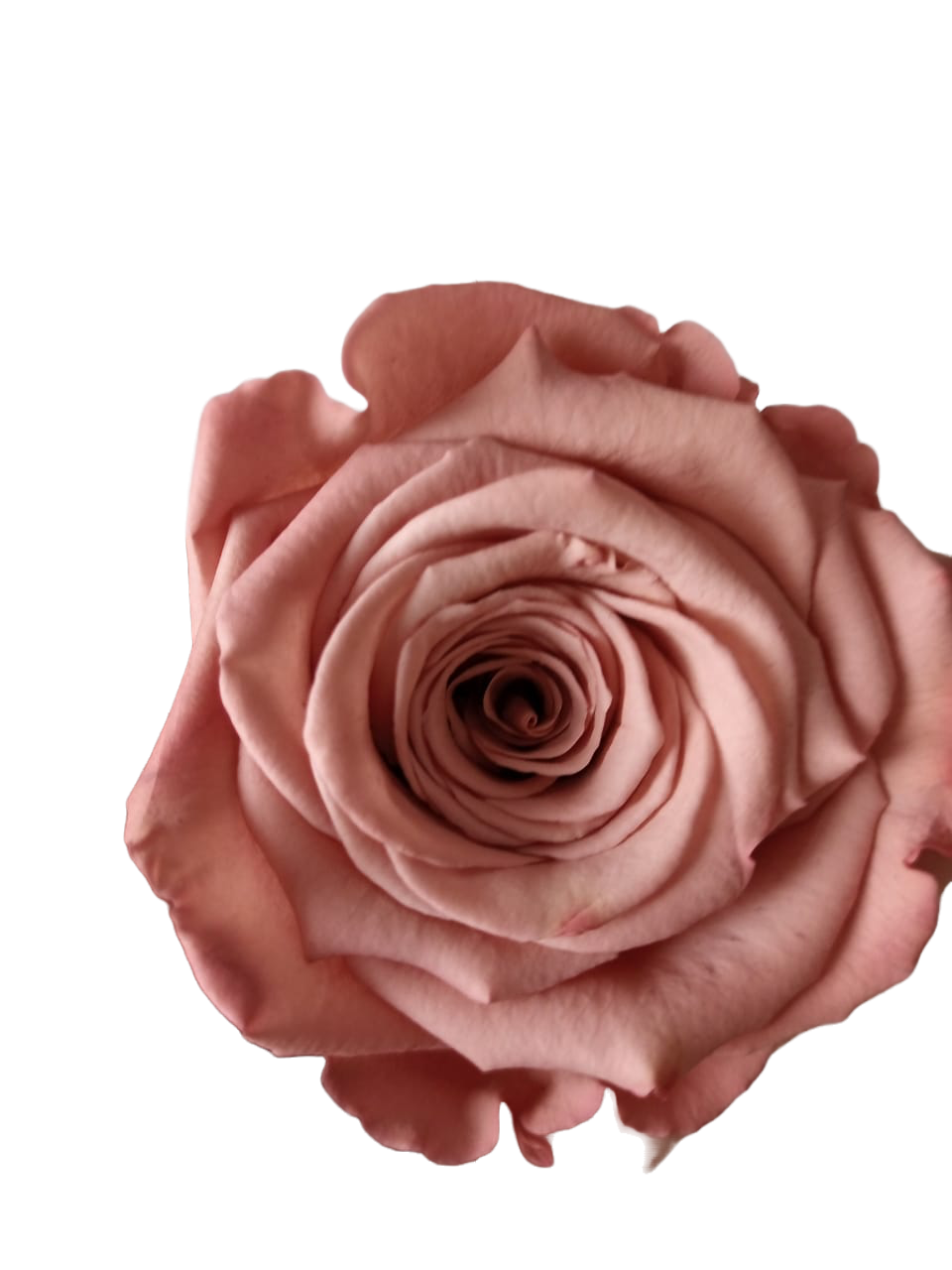 Rosas XL Unidad