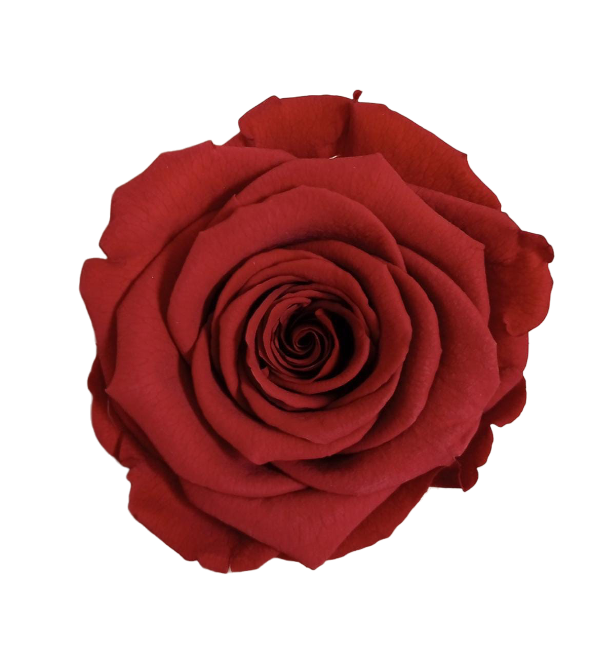 Rosas XL Unidad