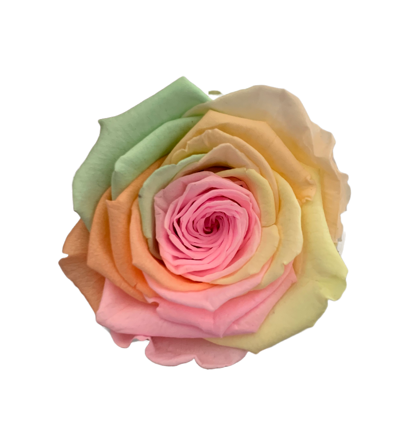 Rosas Arcoiris XL Unidad
