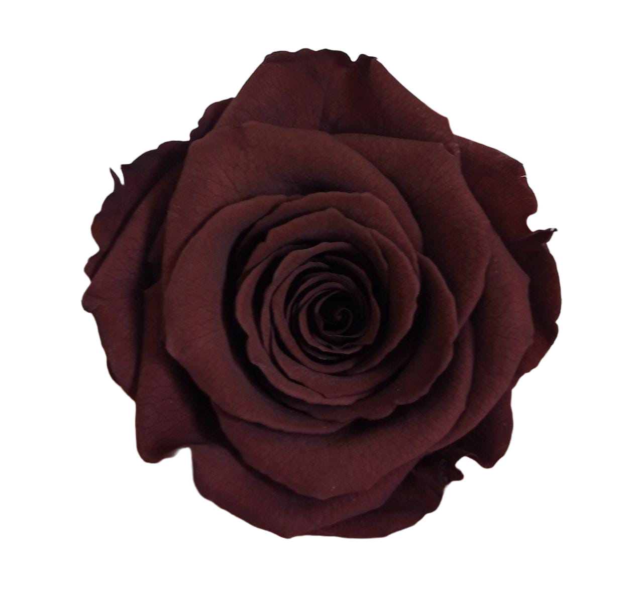 Rosas XL Unidad