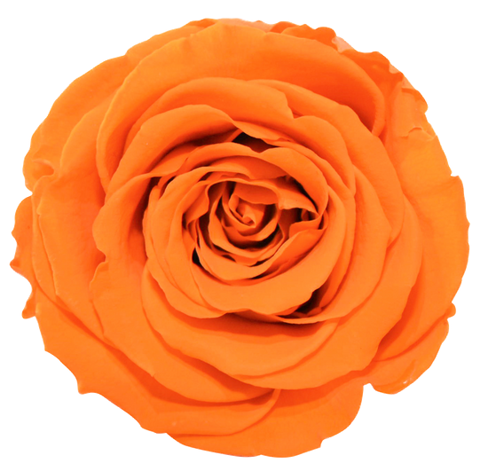 Rosas XL Unidad