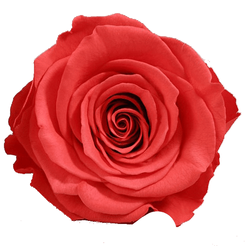 Rosas XL Unidad