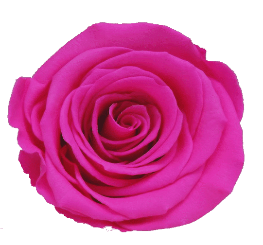 Rosas XL Unidad