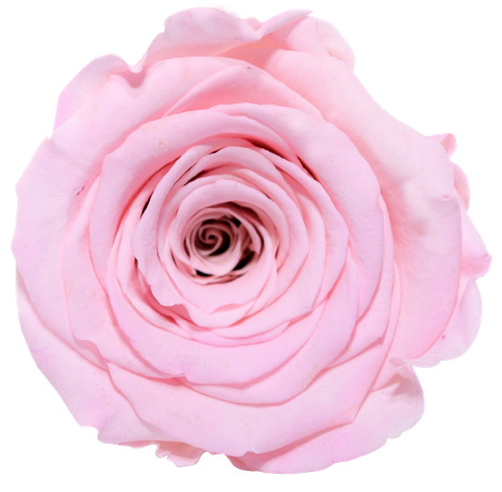Rosas XL Unidad