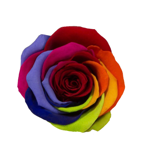 Rosas Arcoiris XL Unidad
