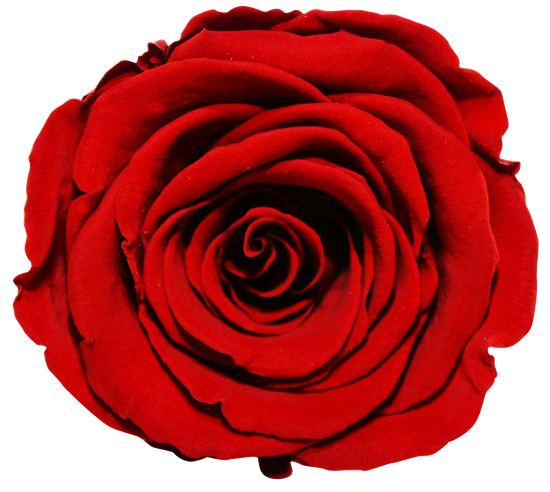 Rosas XL Unidad