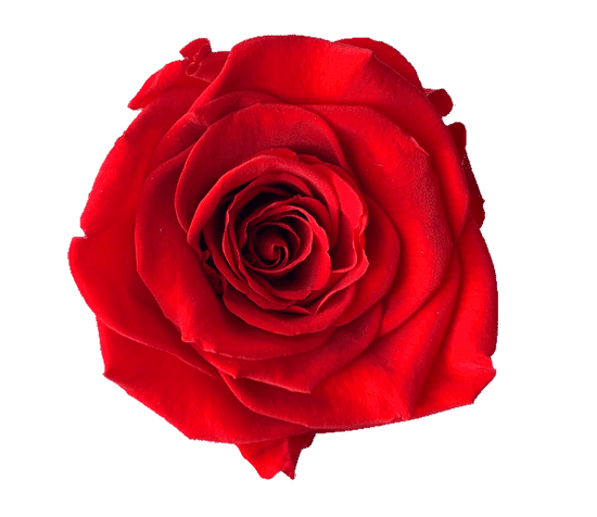 Rosas XXL unidad
