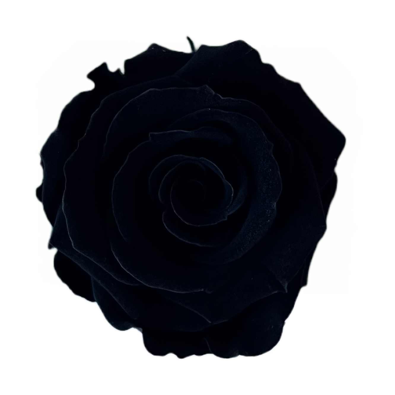 Rosas tamaño S
