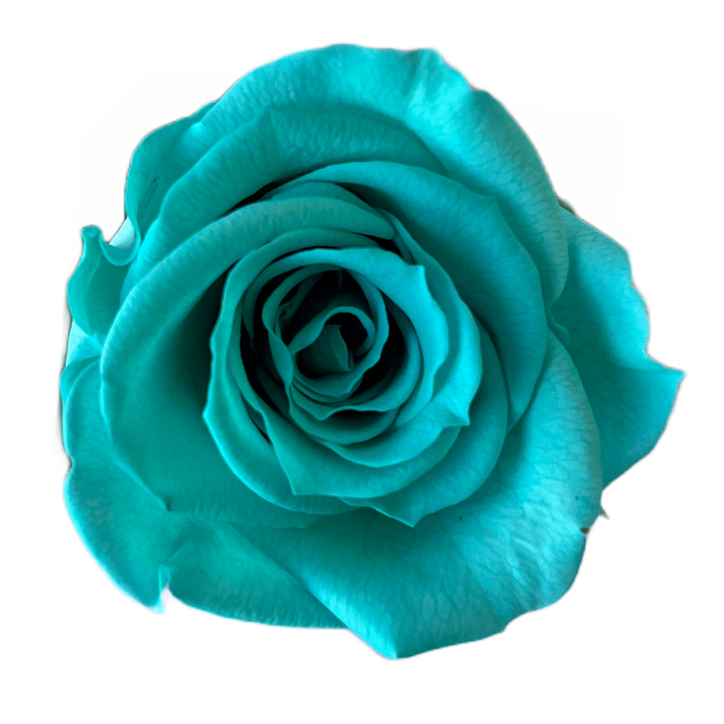 Rosas tamaño S