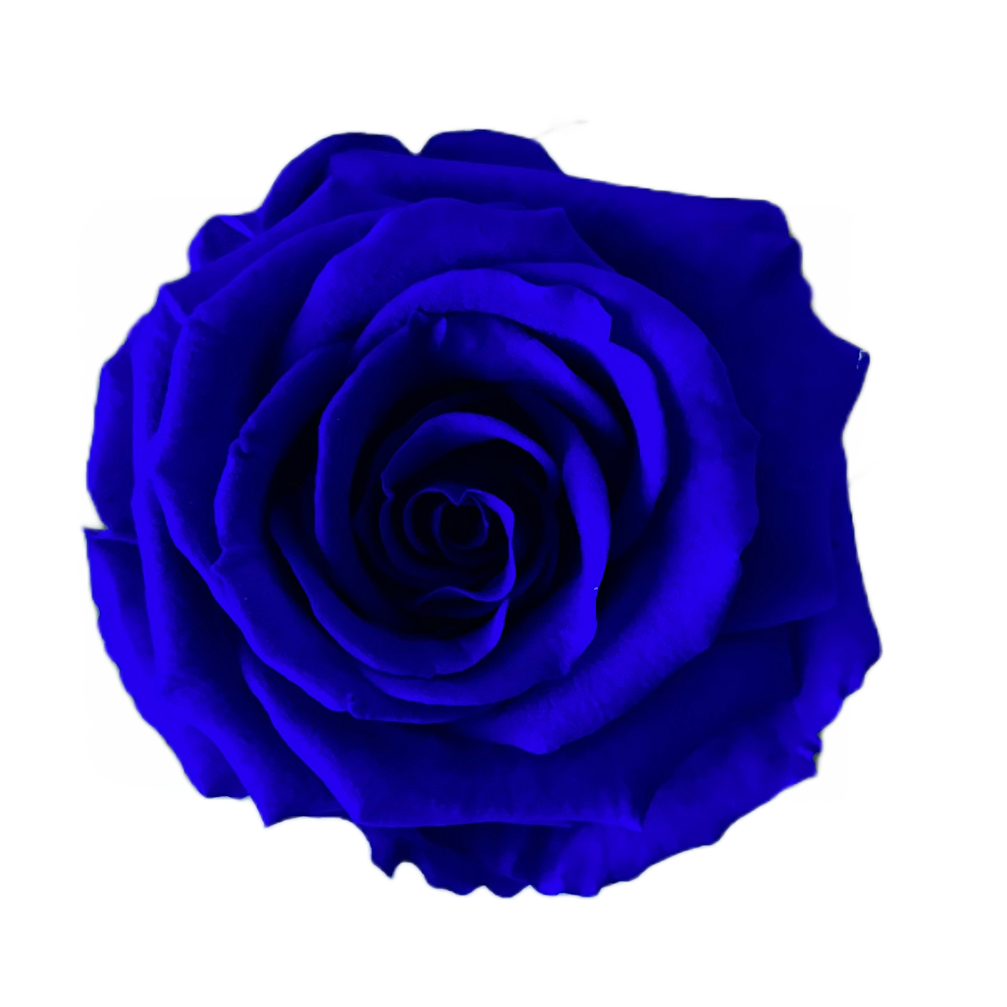 Rosas tamaño S