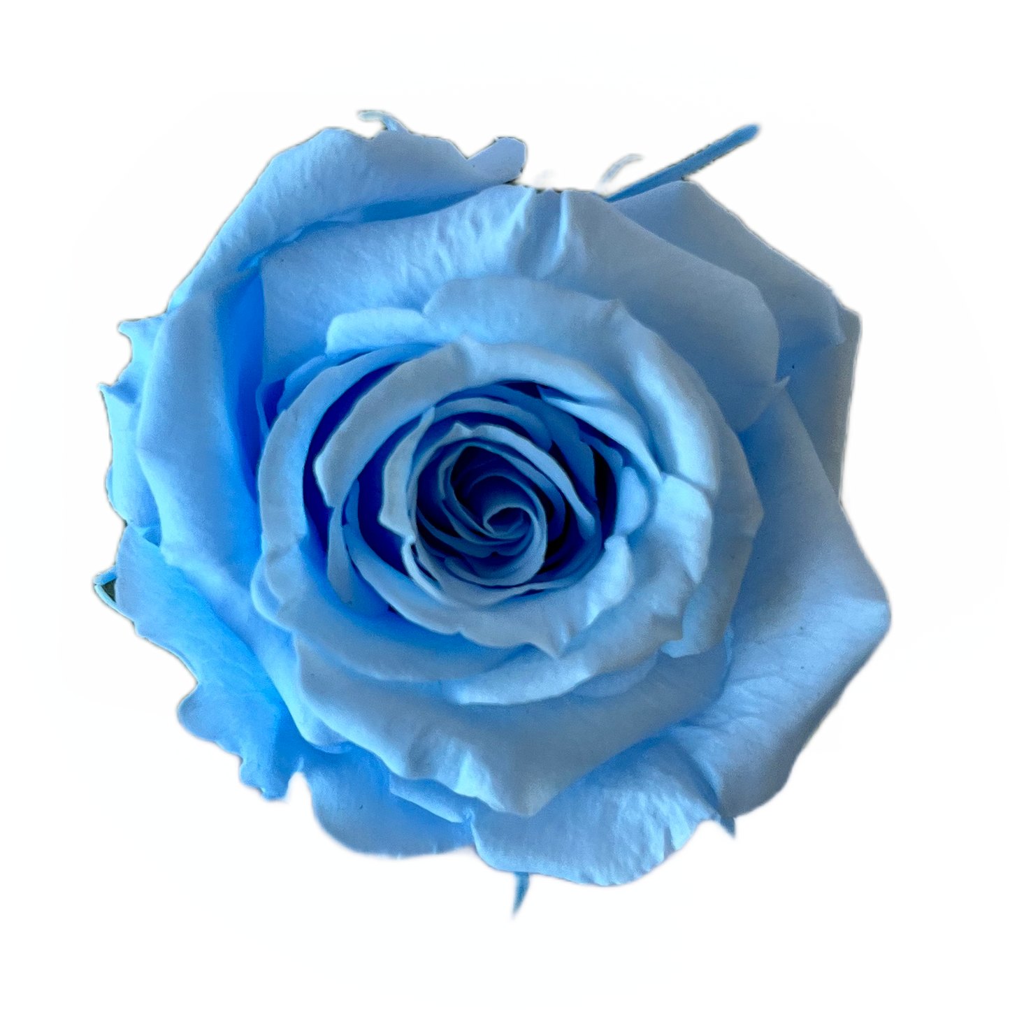Rosas tamaño S