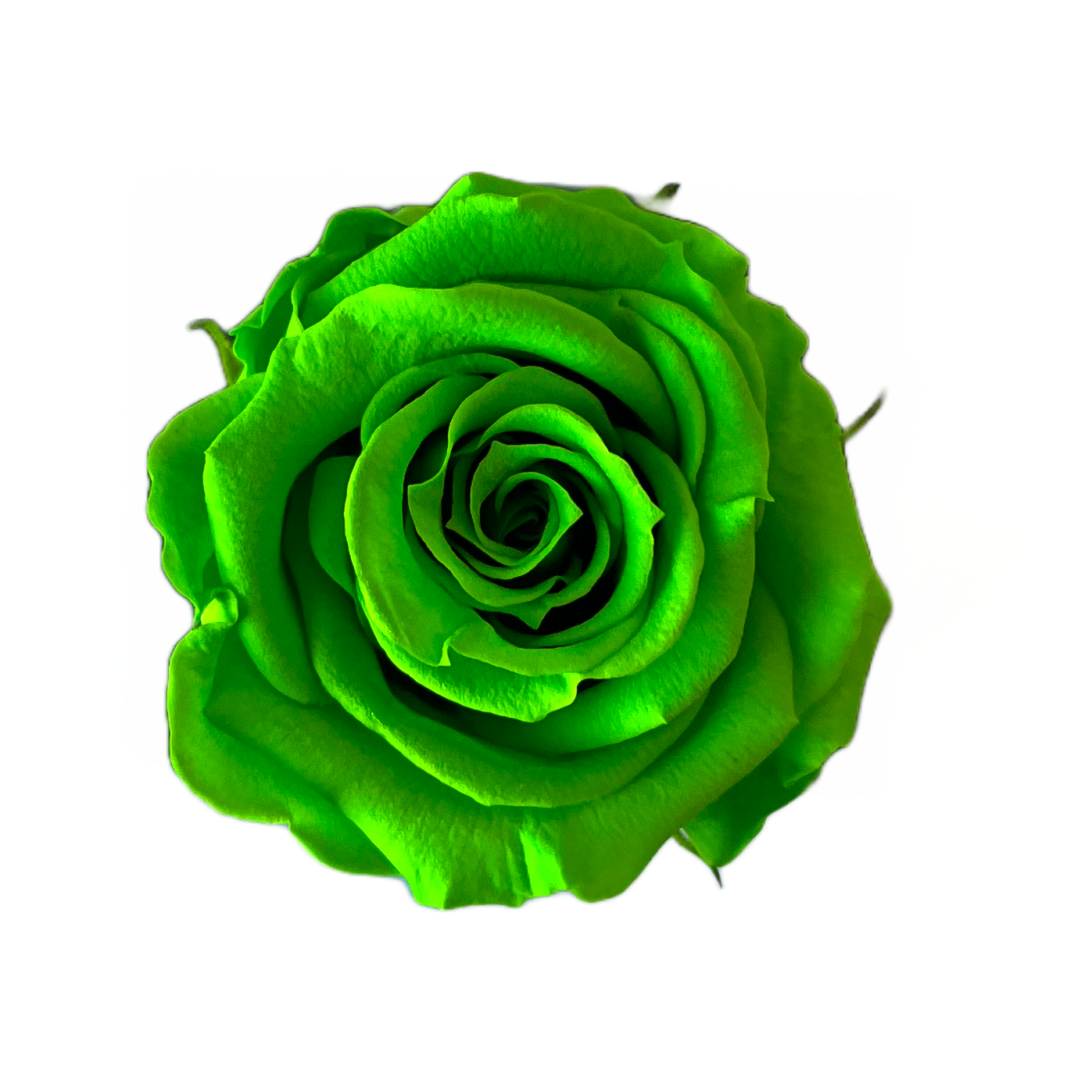 Rosas tamaño S