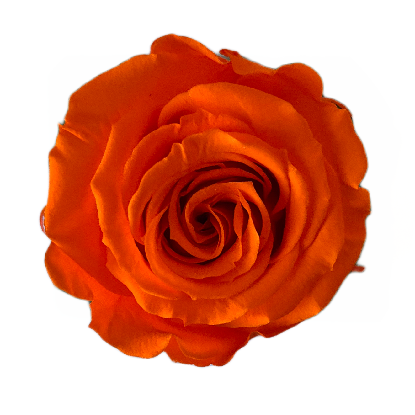 Rosas tamaño S