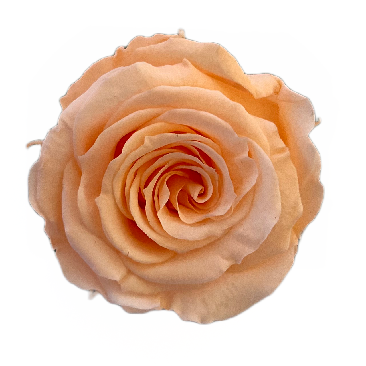 Rosas tamaño S