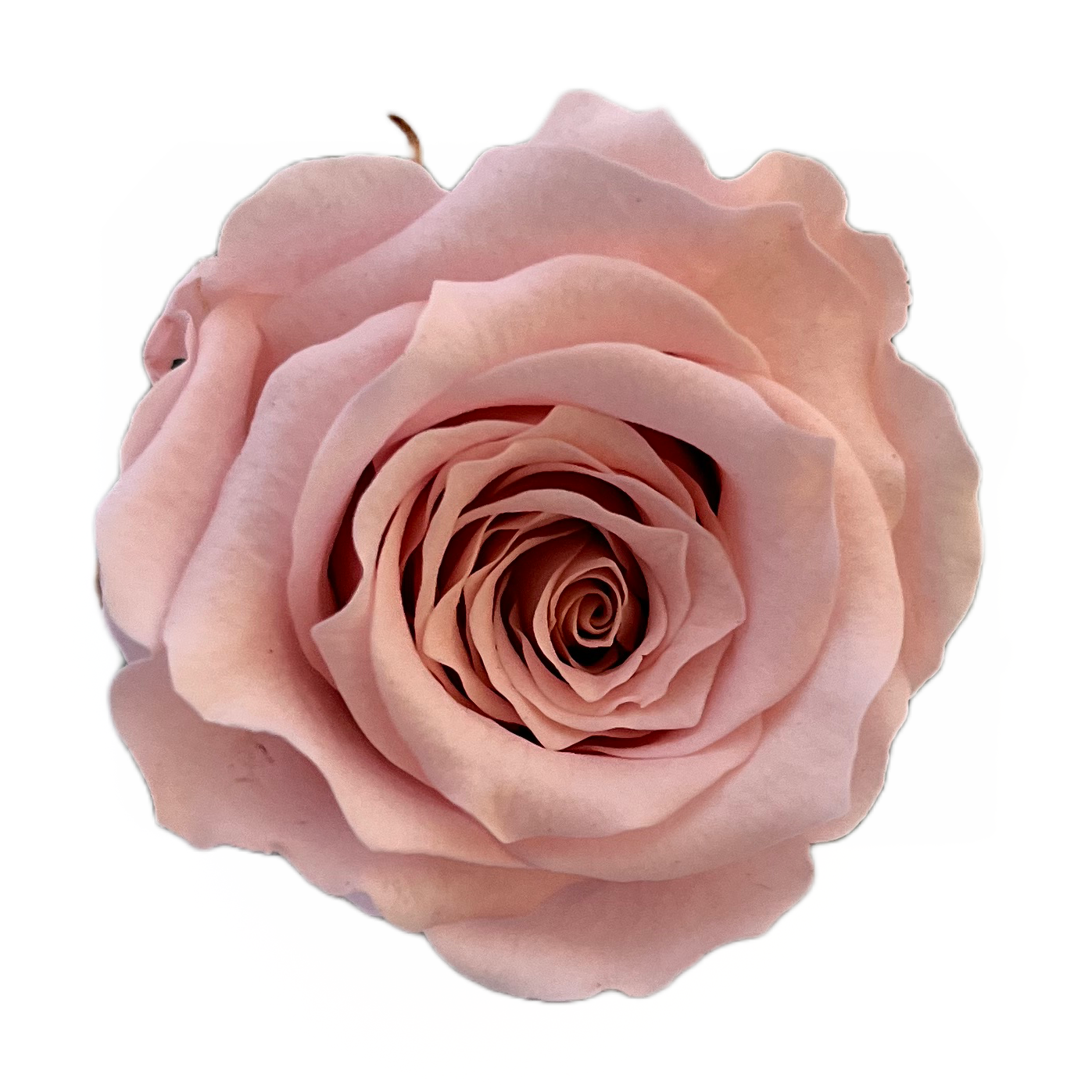 Rosas tamaño S