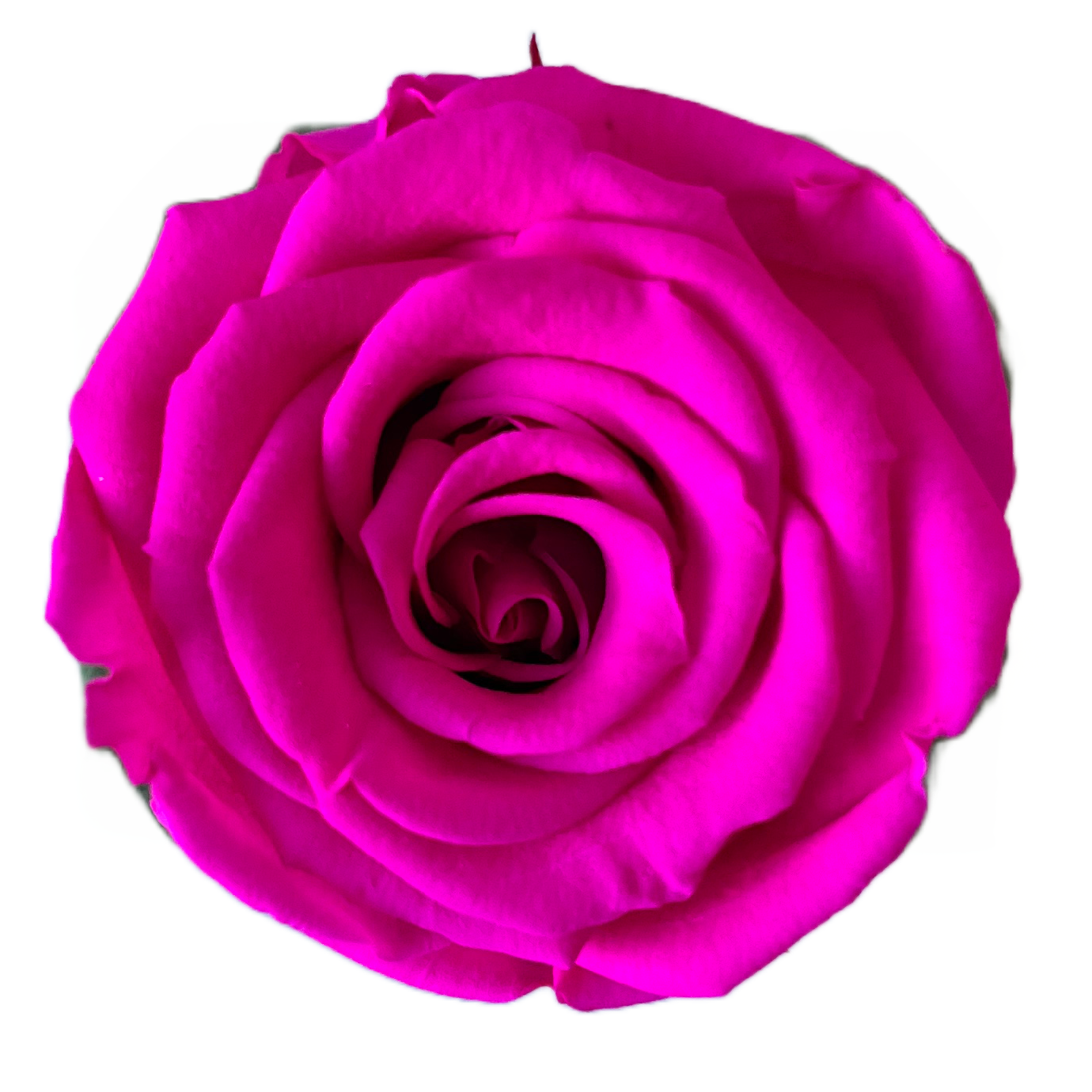 Rosas tamaño S