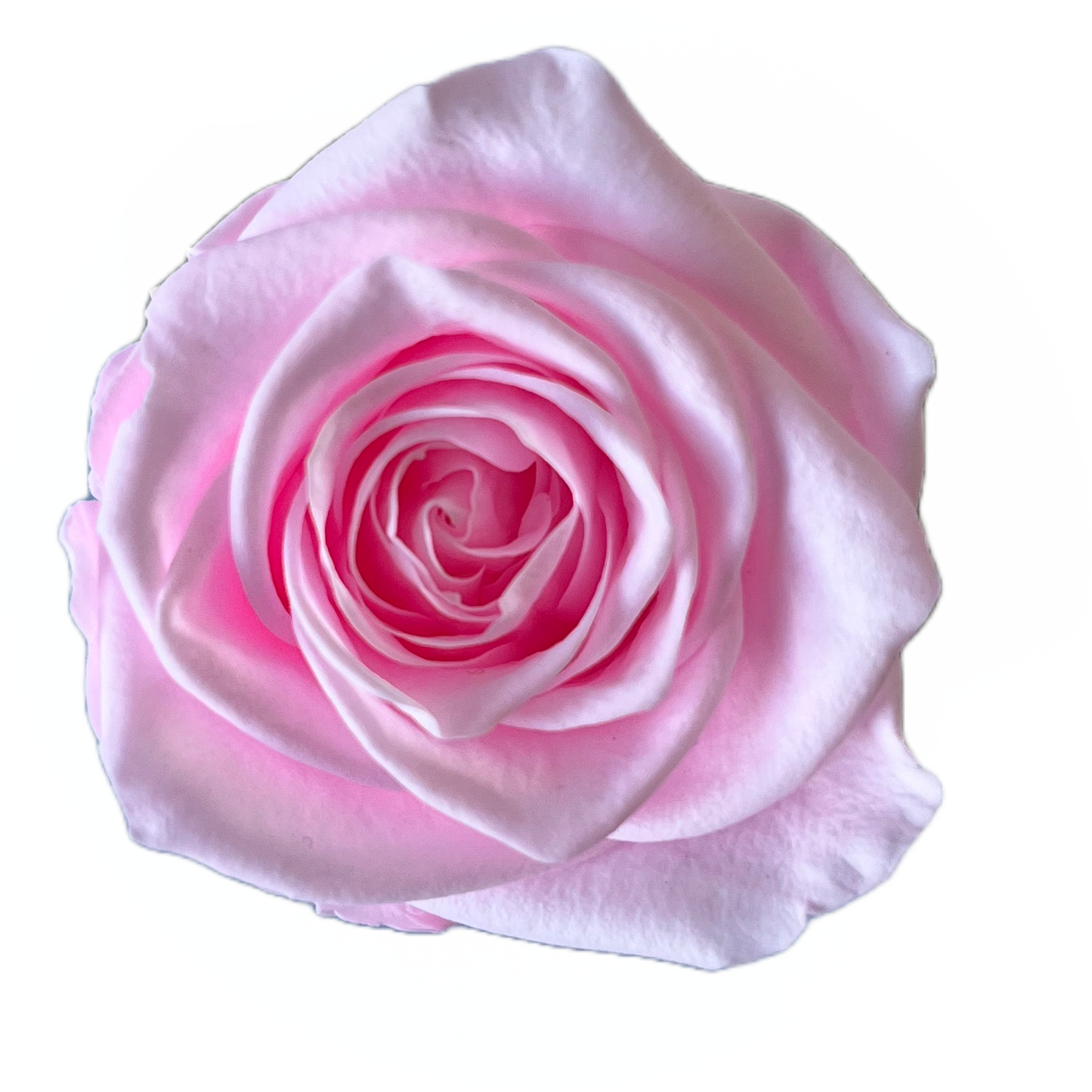 Rosas tamaño S