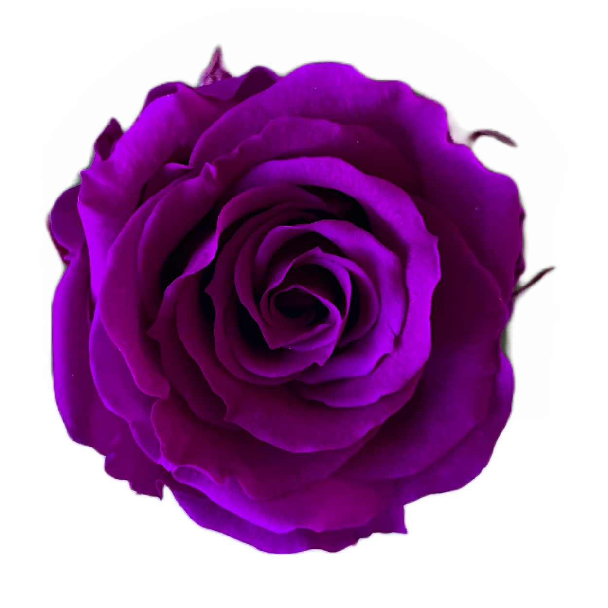 Rosas tamaño S