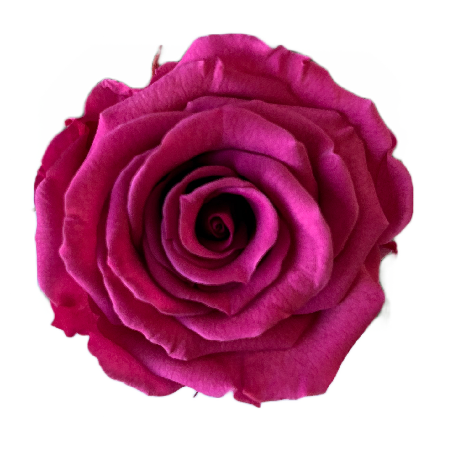 Rosas tamaño S