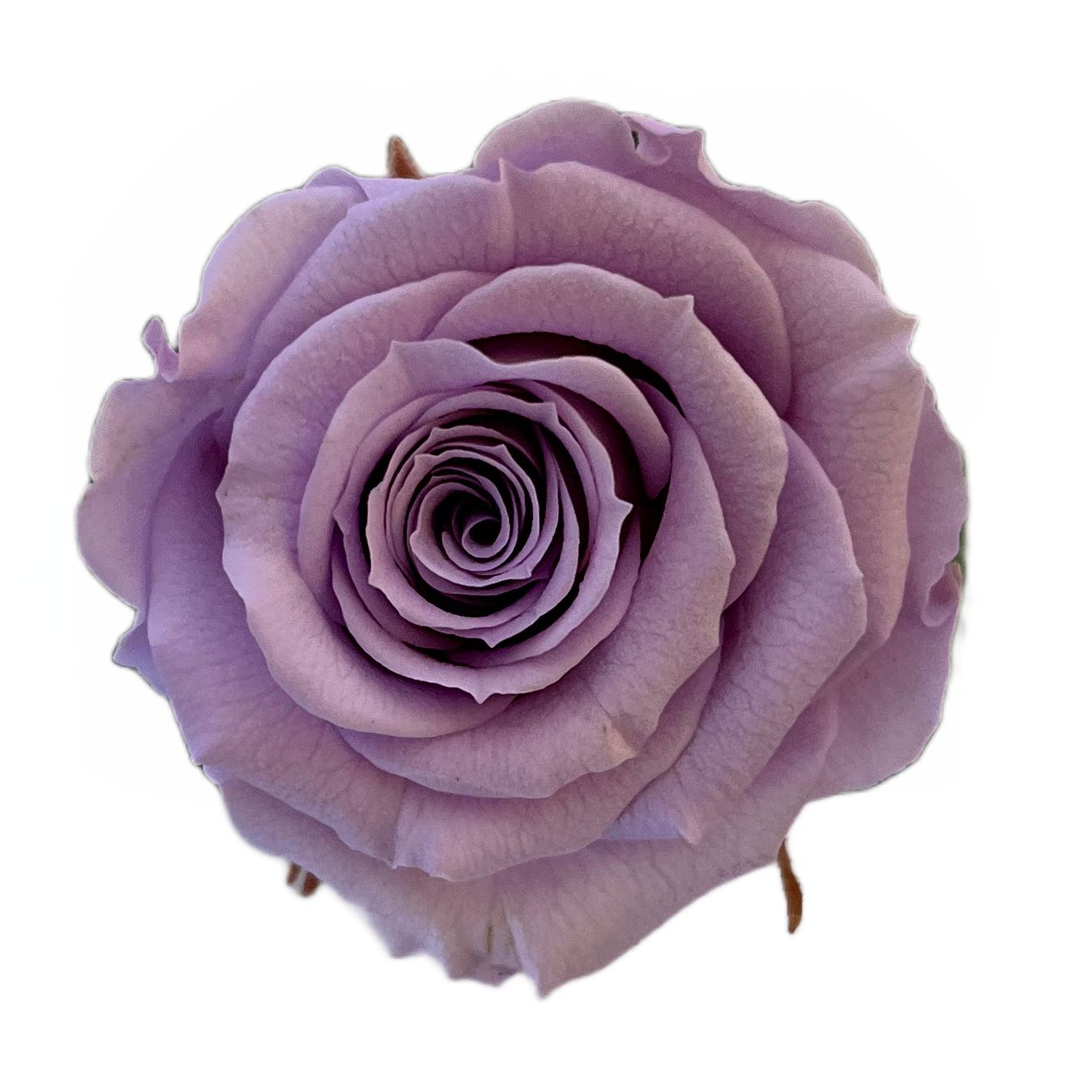 Rosas tamaño S