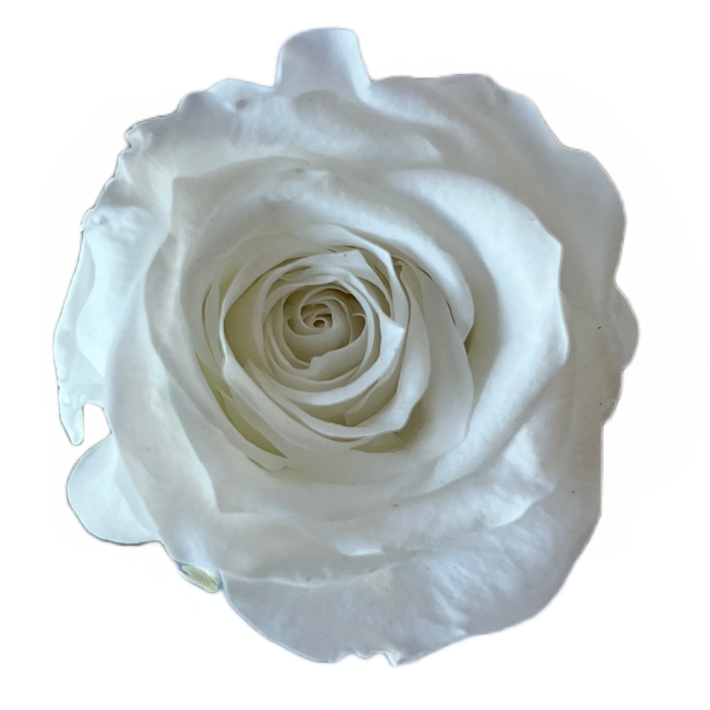 Rosas tamaño S