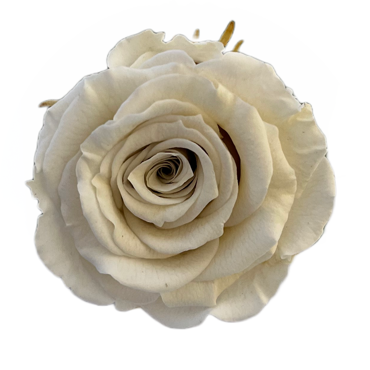 Rosas tamaño S