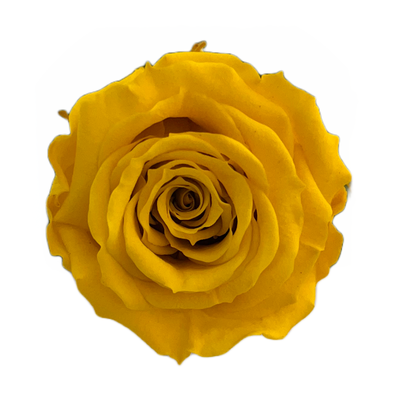 Rosas tamaño S
