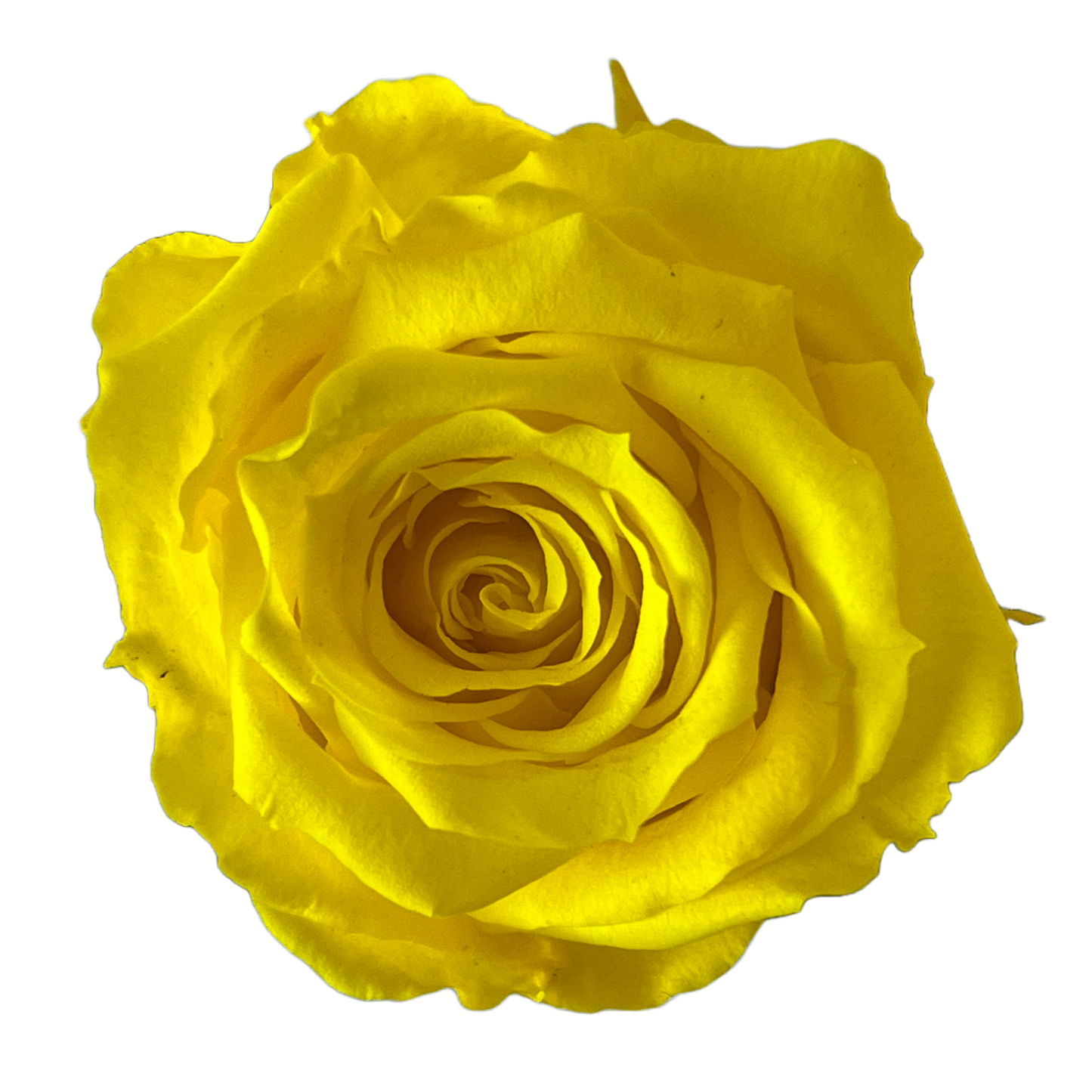 Rosas tamaño S