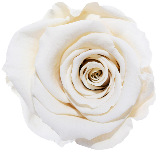 Rosas XL Unidad