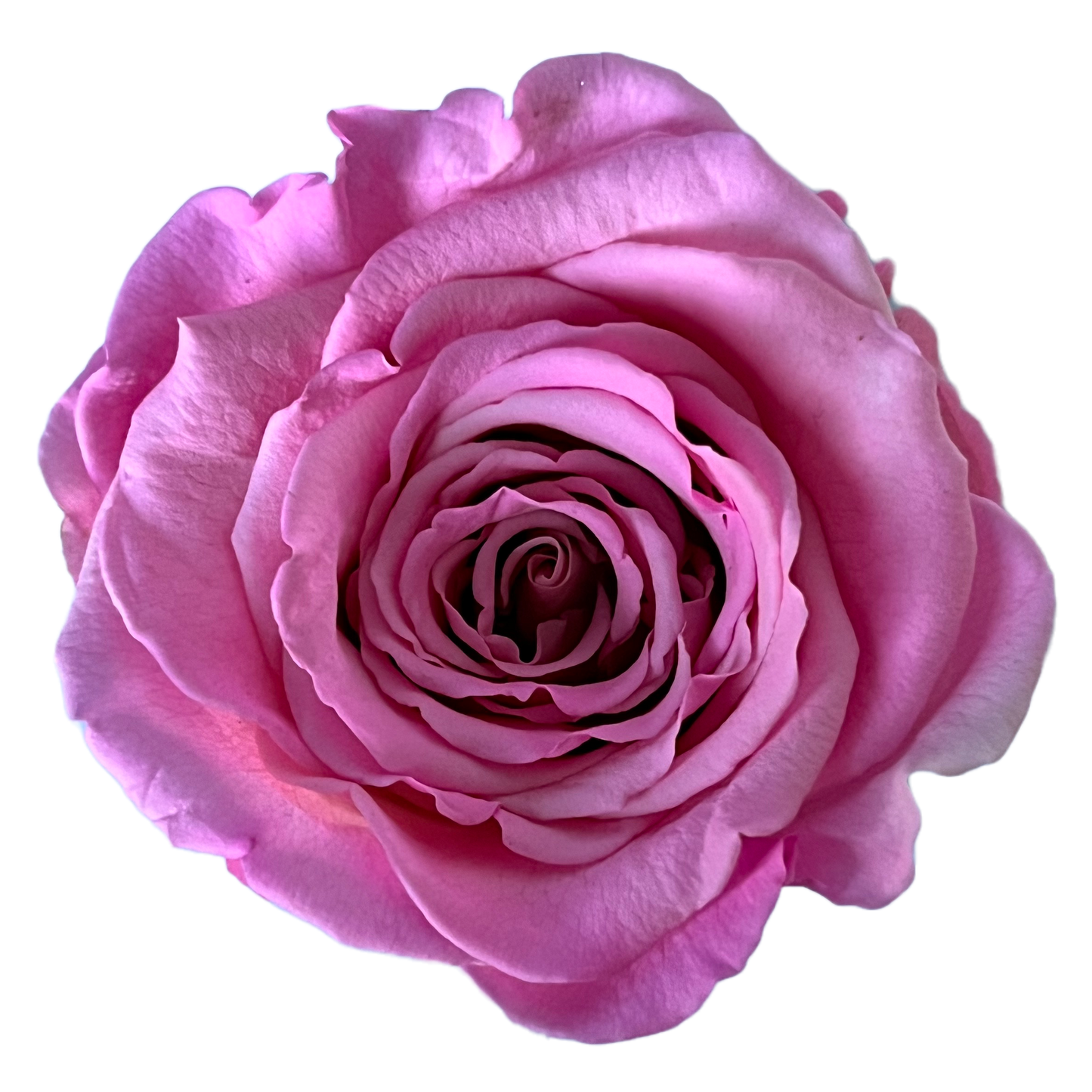 Rosas XL Unidad