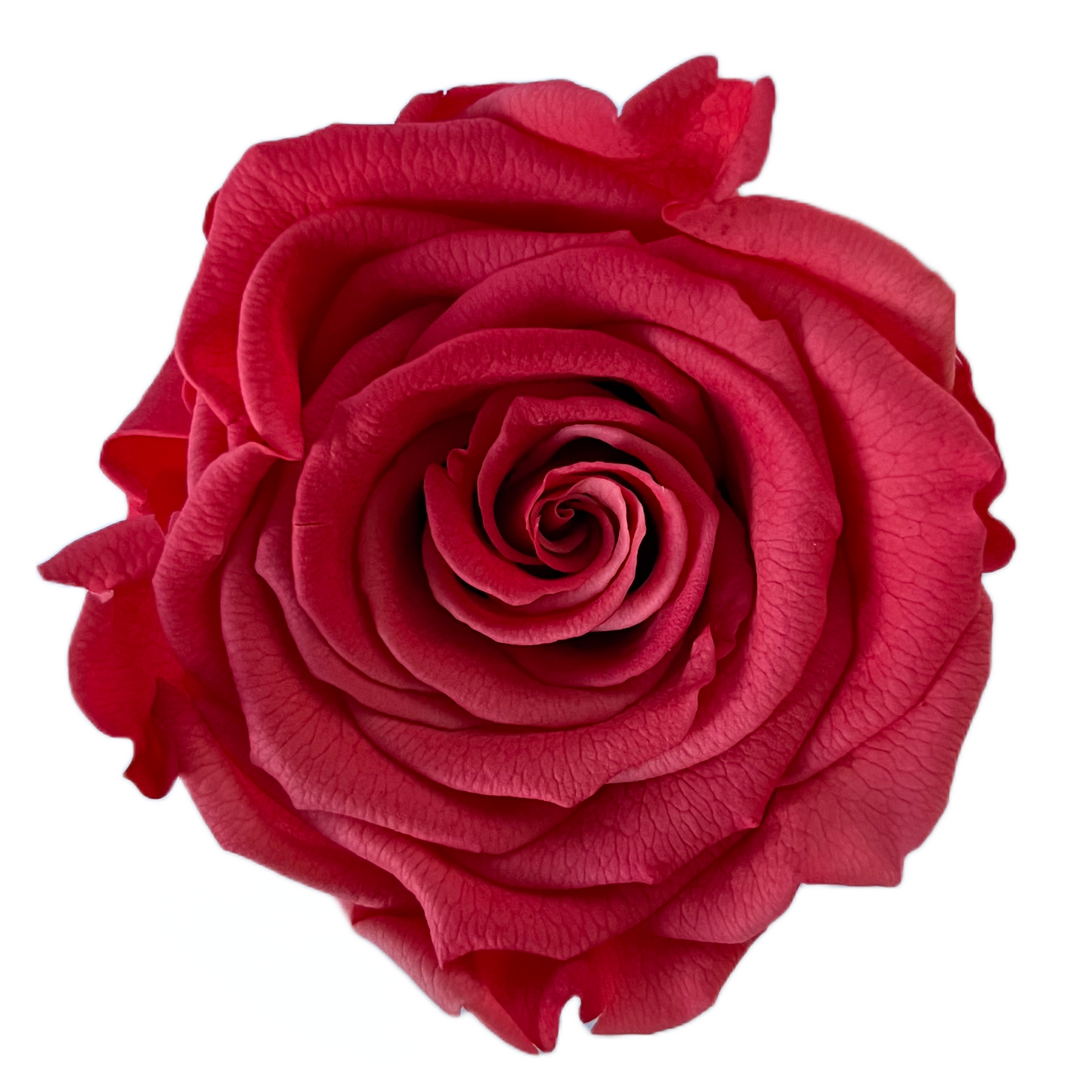 Rosas XL Unidad