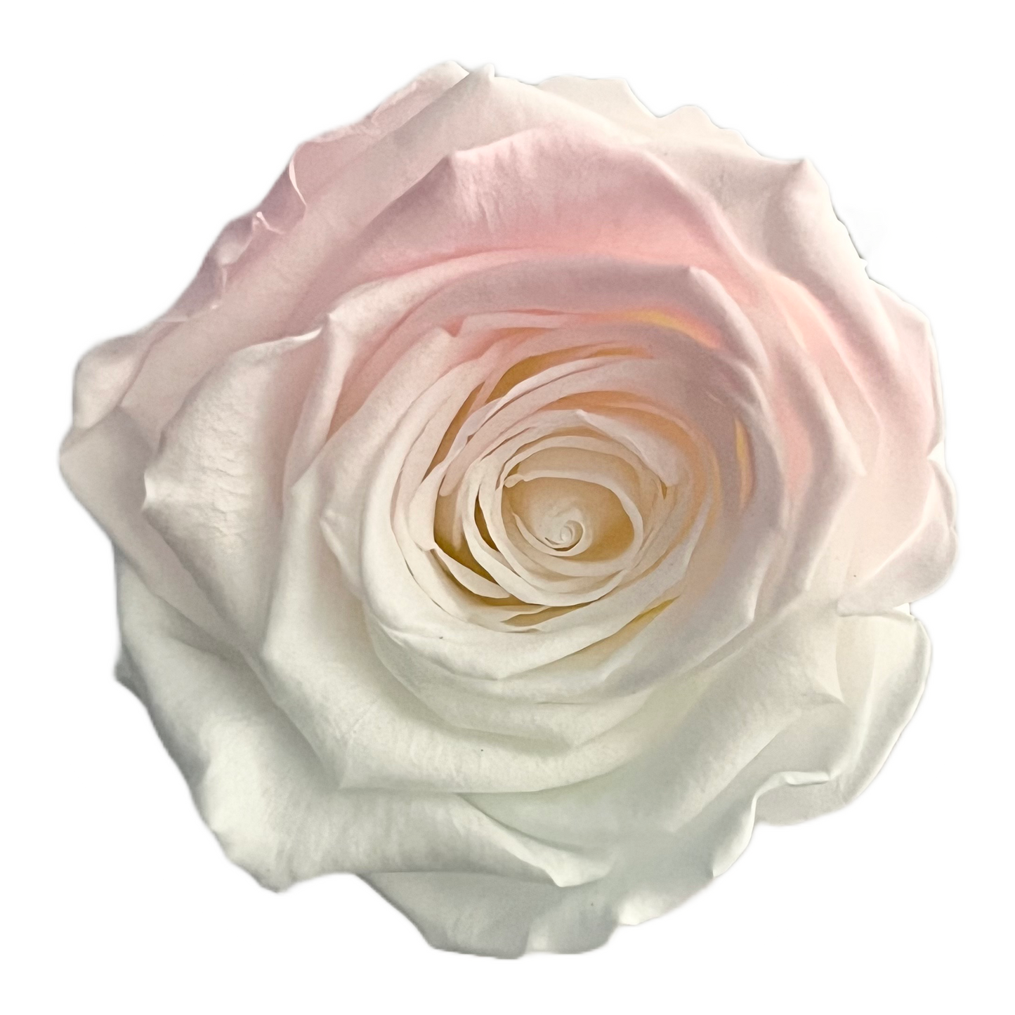 Rosas XL Unidad
