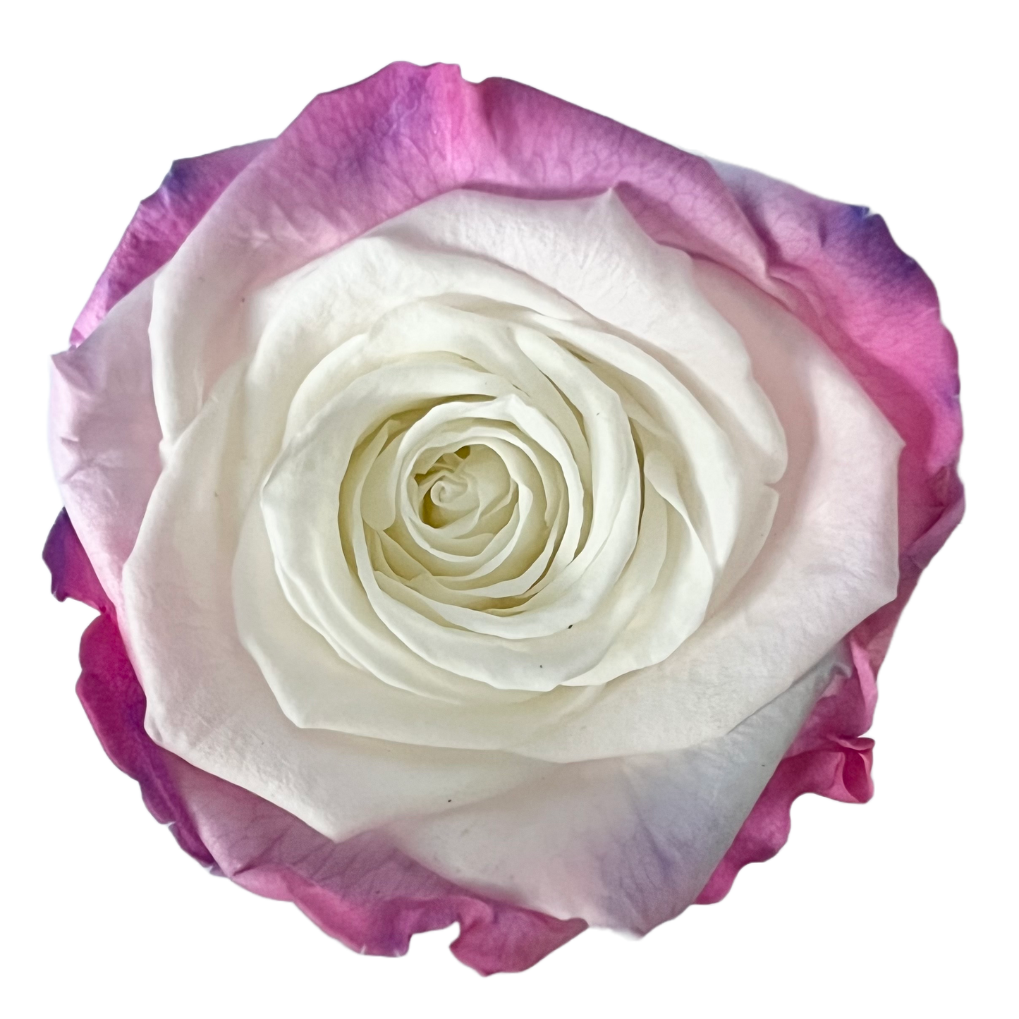 Rosas XL Unidad
