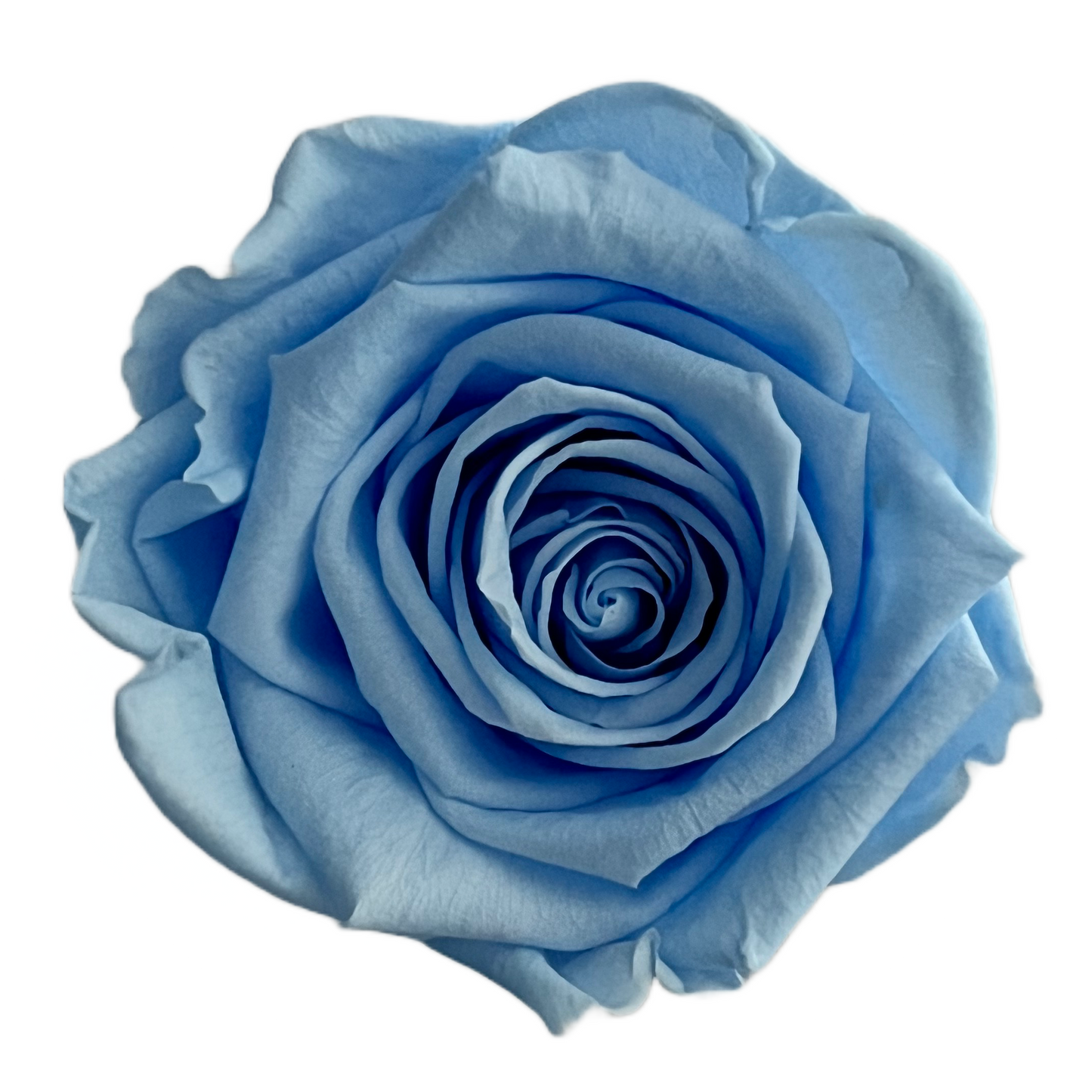 Rosas XL Unidad
