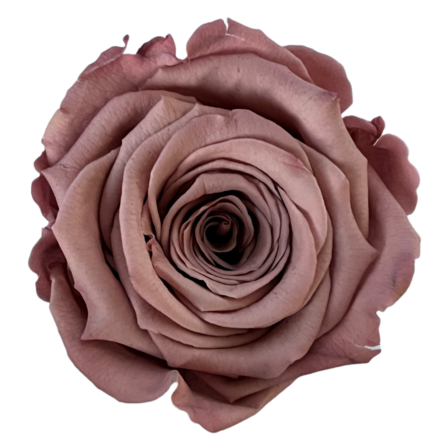 Rosas XL Unidad