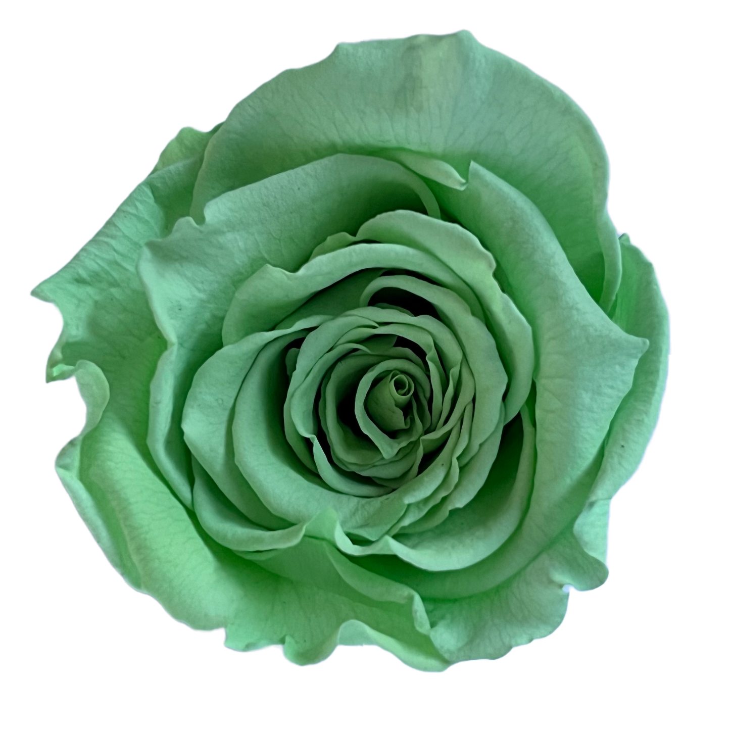 Rosas XL Unidad
