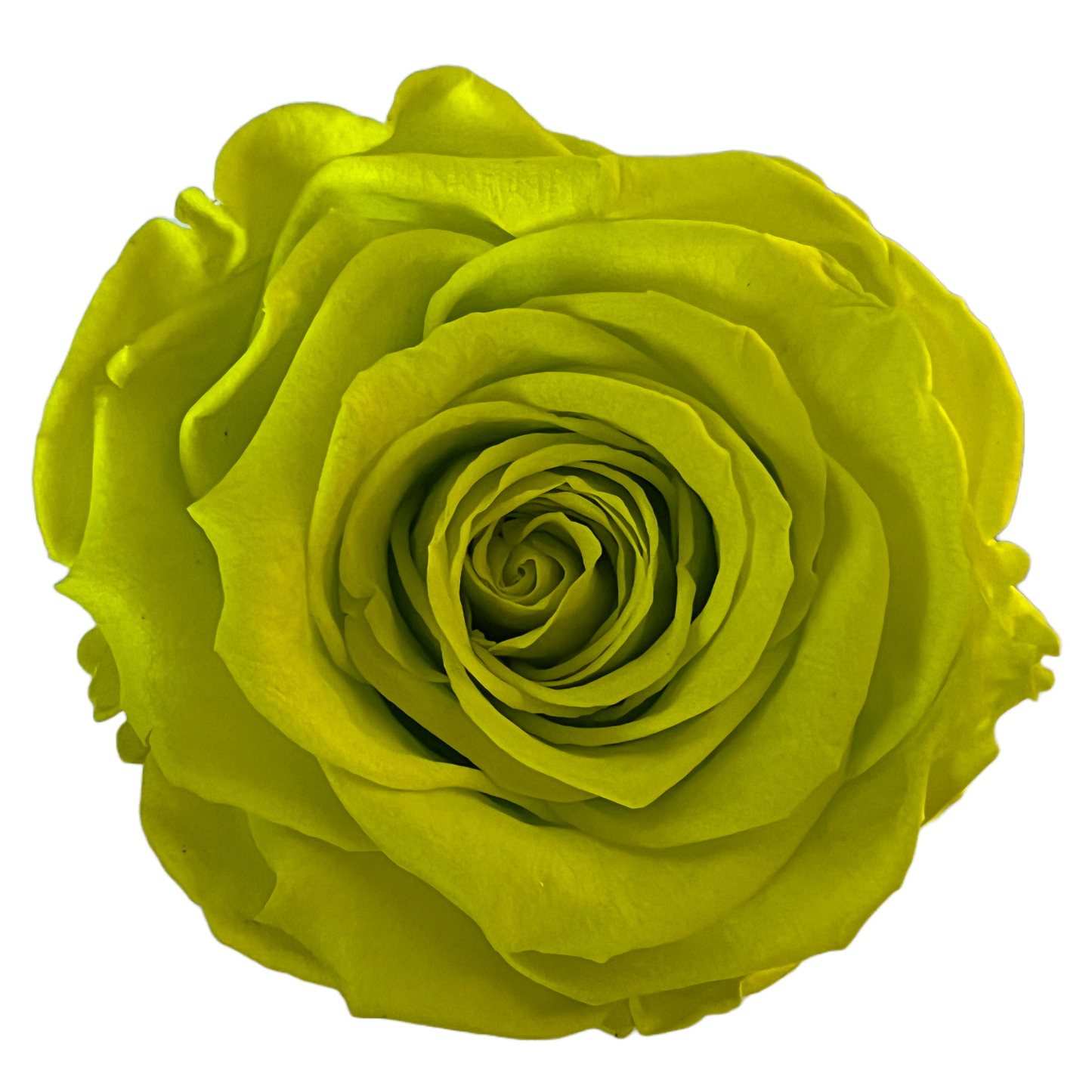 Rosas XL Unidad