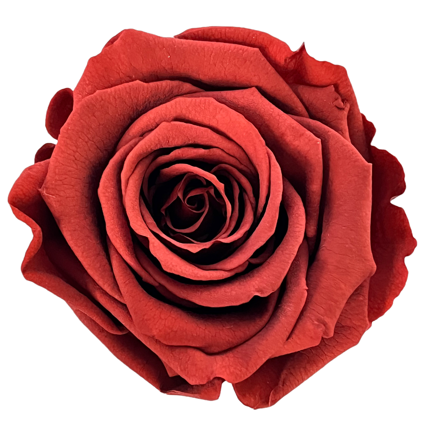 Rosas XL Unidad