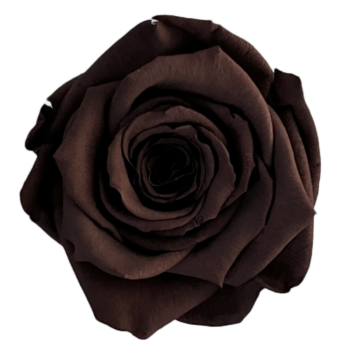 Rosas XL Unidad