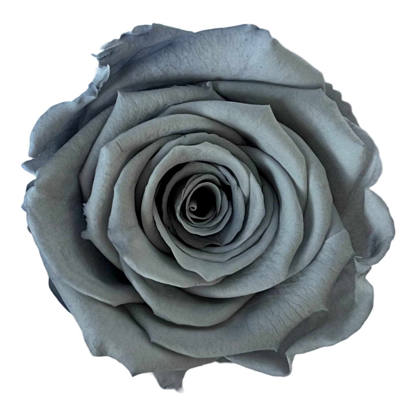 Rosas XL Unidad