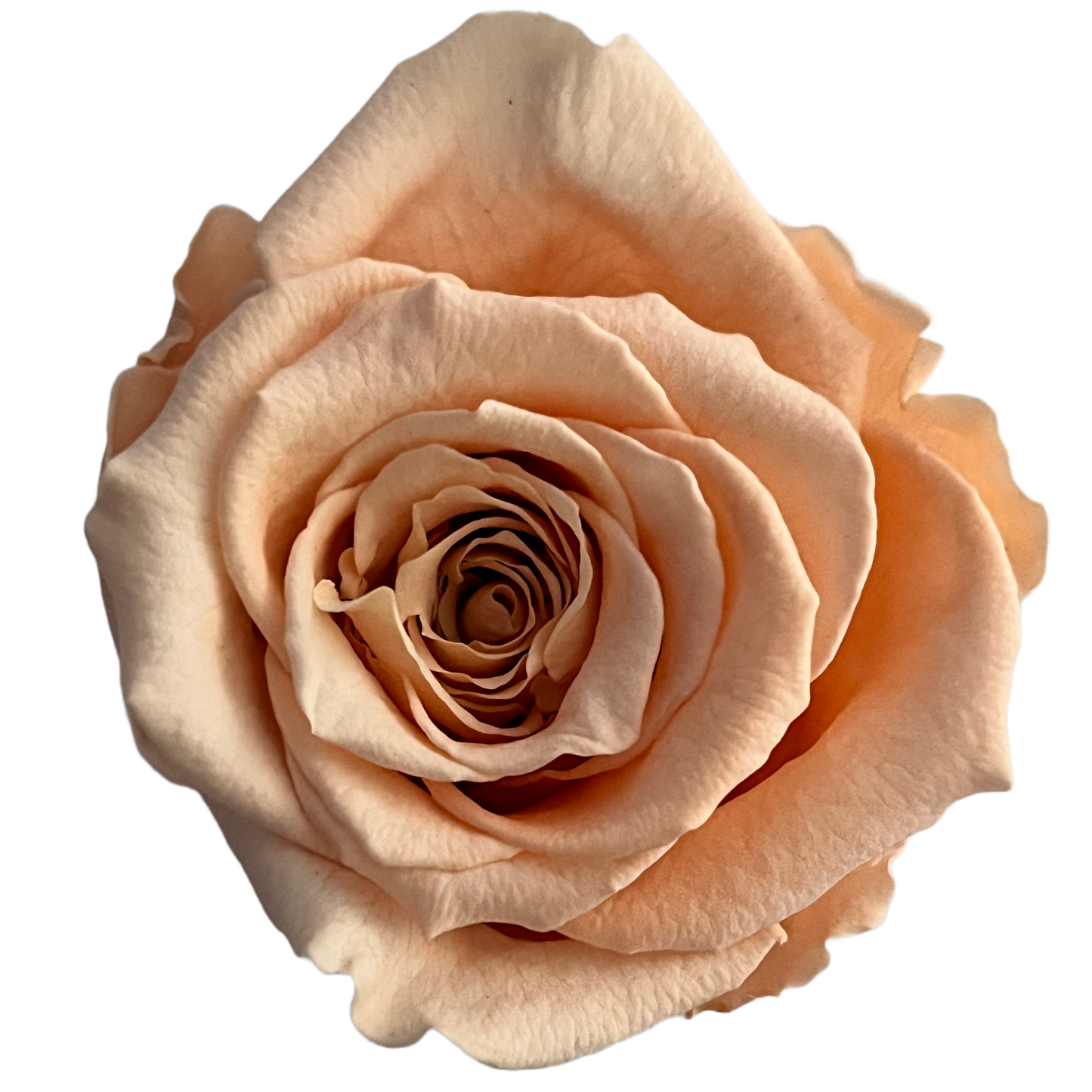 Rosas XL Unidad