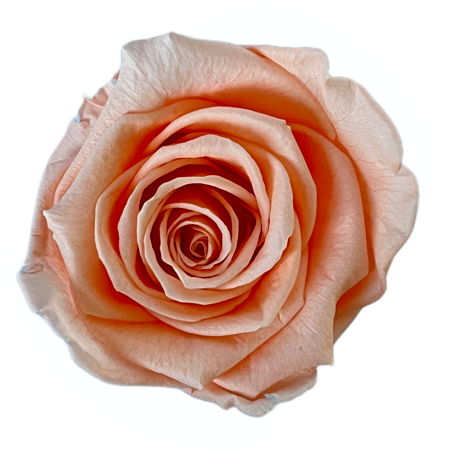 Rosas XL Unidad