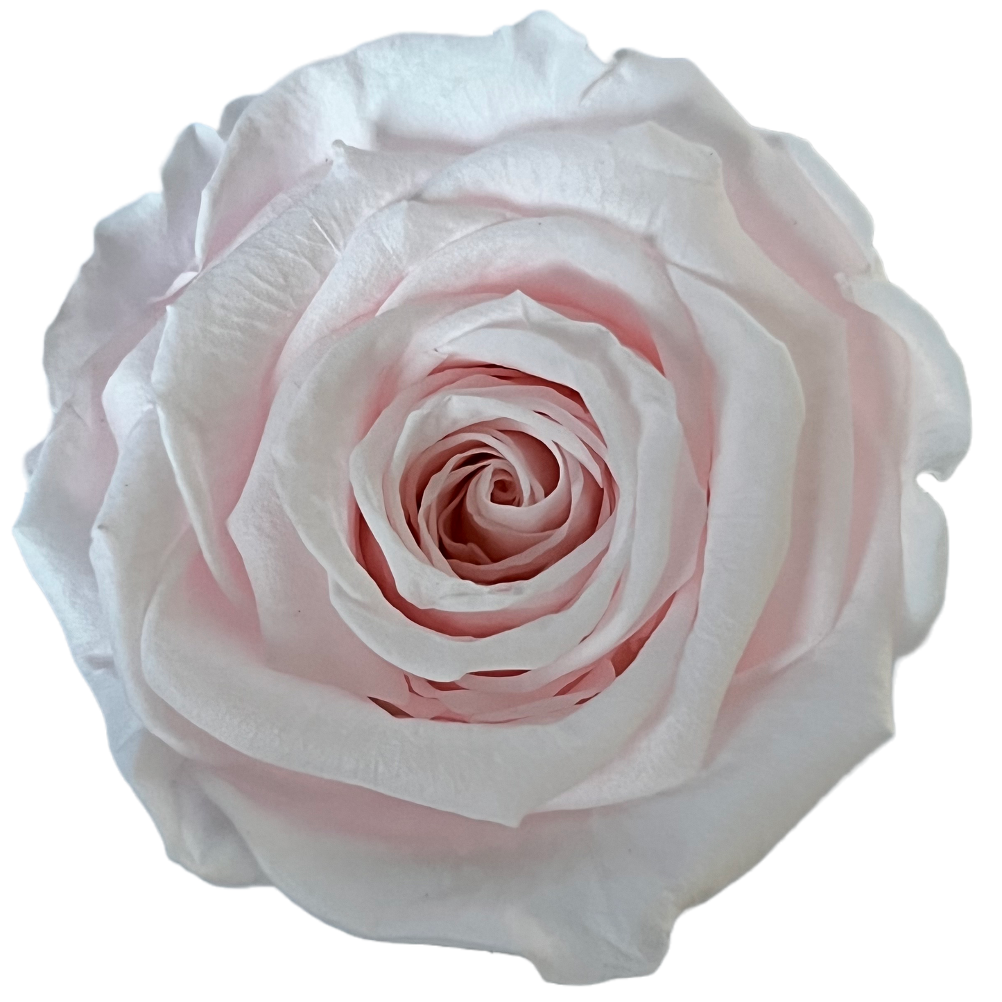 Rosas XL Unidad
