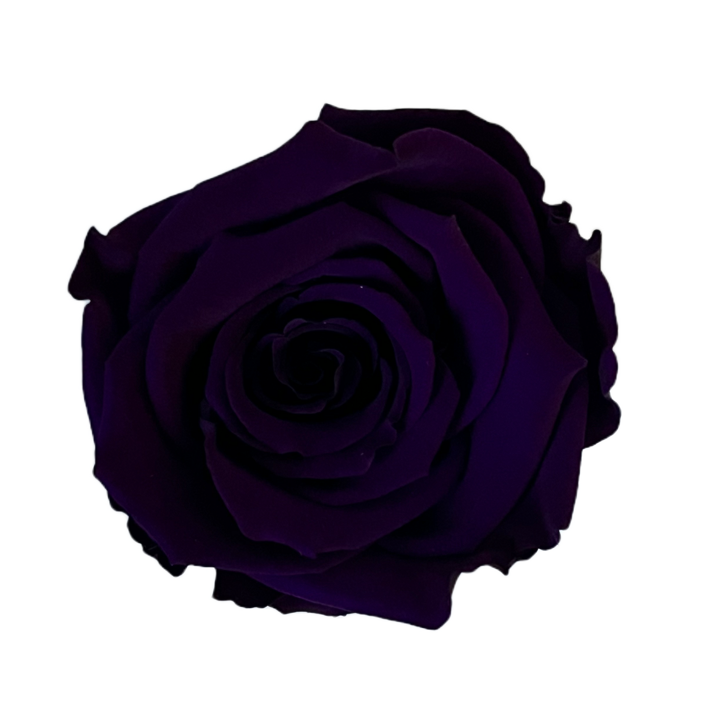 Rosas XL Unidad