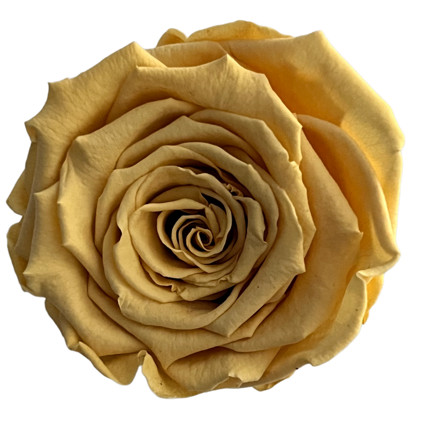 Rosas XL Unidad