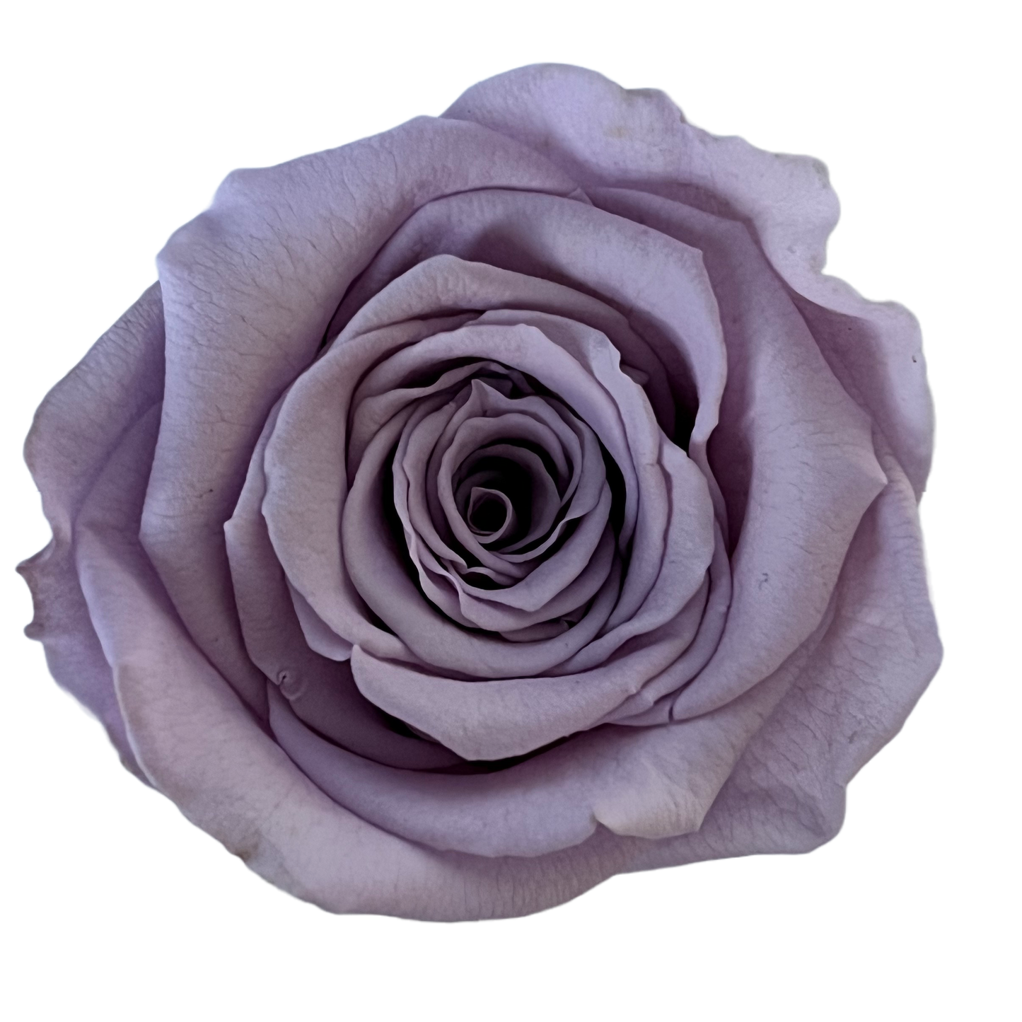 Rosas XL Unidad