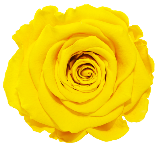 Rosas XL Unidad