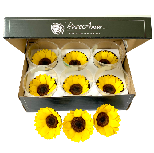 Girasol XL Unidad