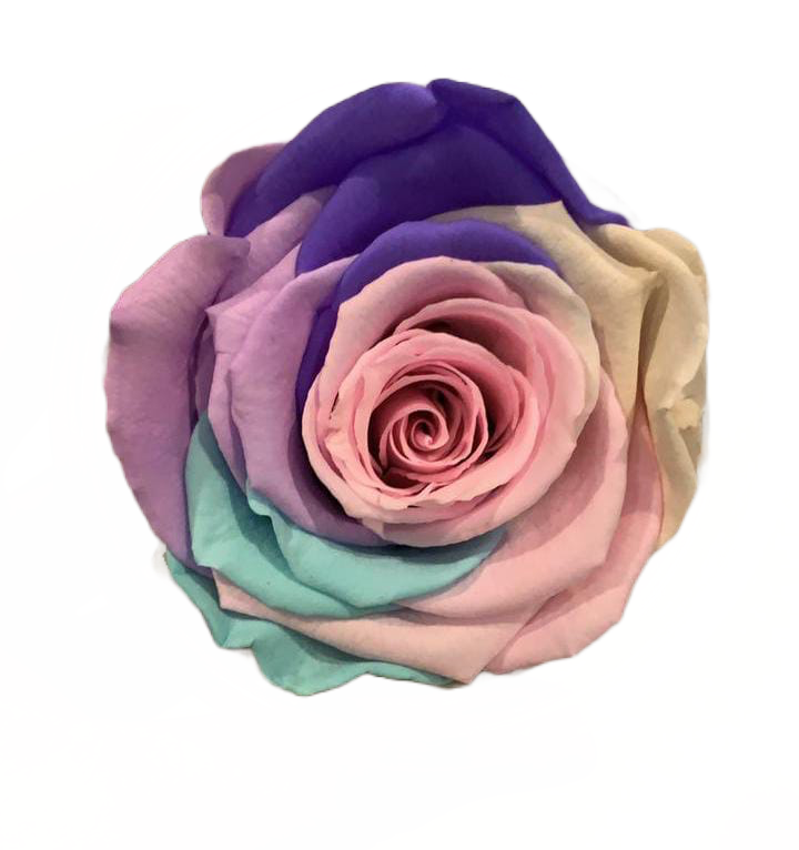 Rosas Arcoiris XL Unidad